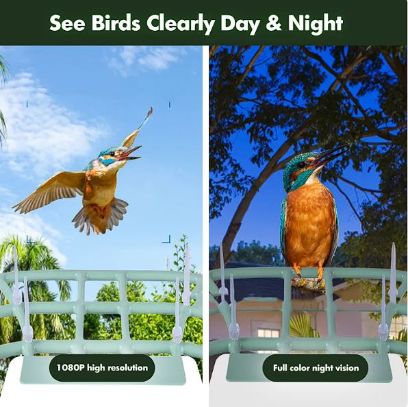Comedero Inteligente para Aves con Cámara Solar IA | App VicoHome | Impermeable Tigershopping